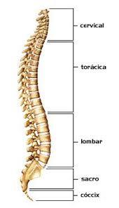 setores do coluna vertebral